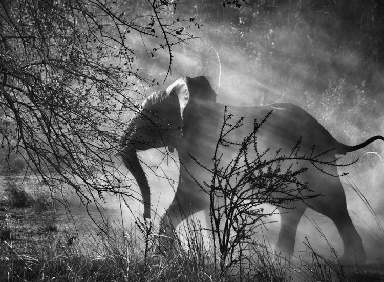 Kafue National Park (Zambia), 2010.